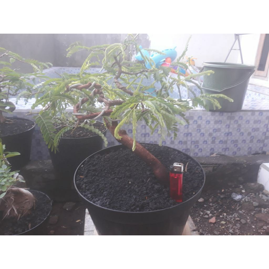 bonsai bahan asem jawa