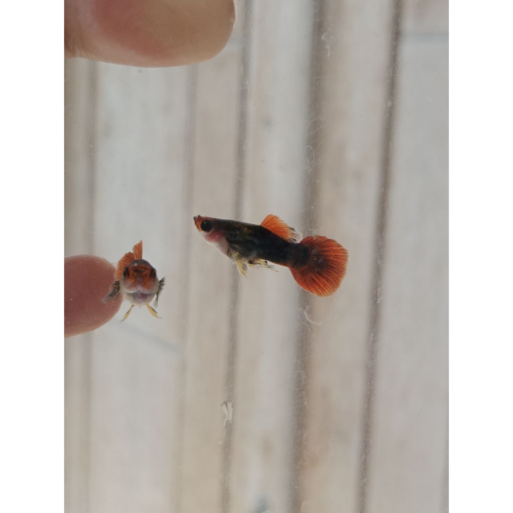 GUPPY TUXEDO KOI SBGB 1PASANG INDUKAN