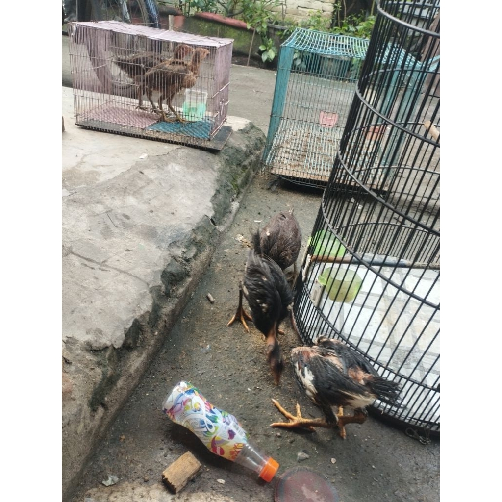 anakan ayam siam jenis Pakhoy