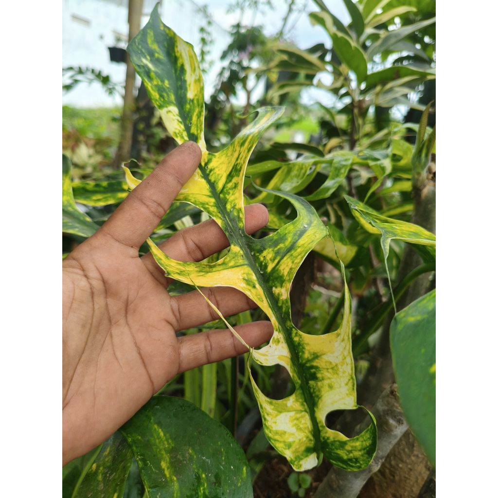 Bonggol epipremnum kujang bali