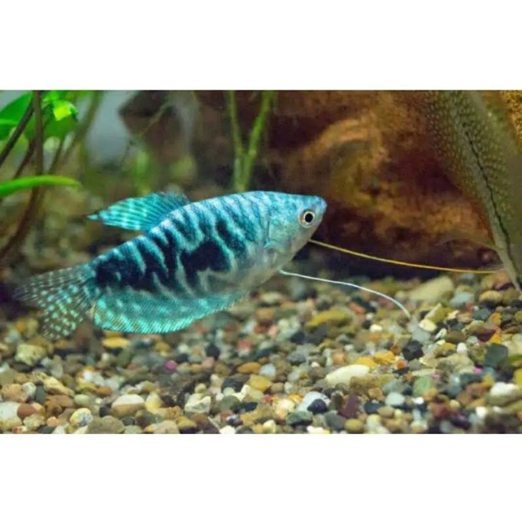 IKAN SEPAT BIRU HIAS