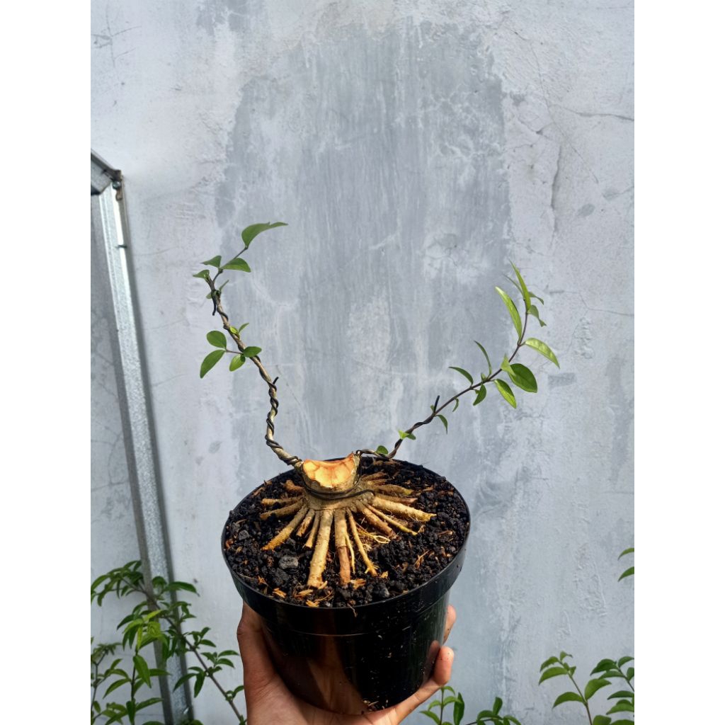 ANTING PUTRI PROGRAM AKAR