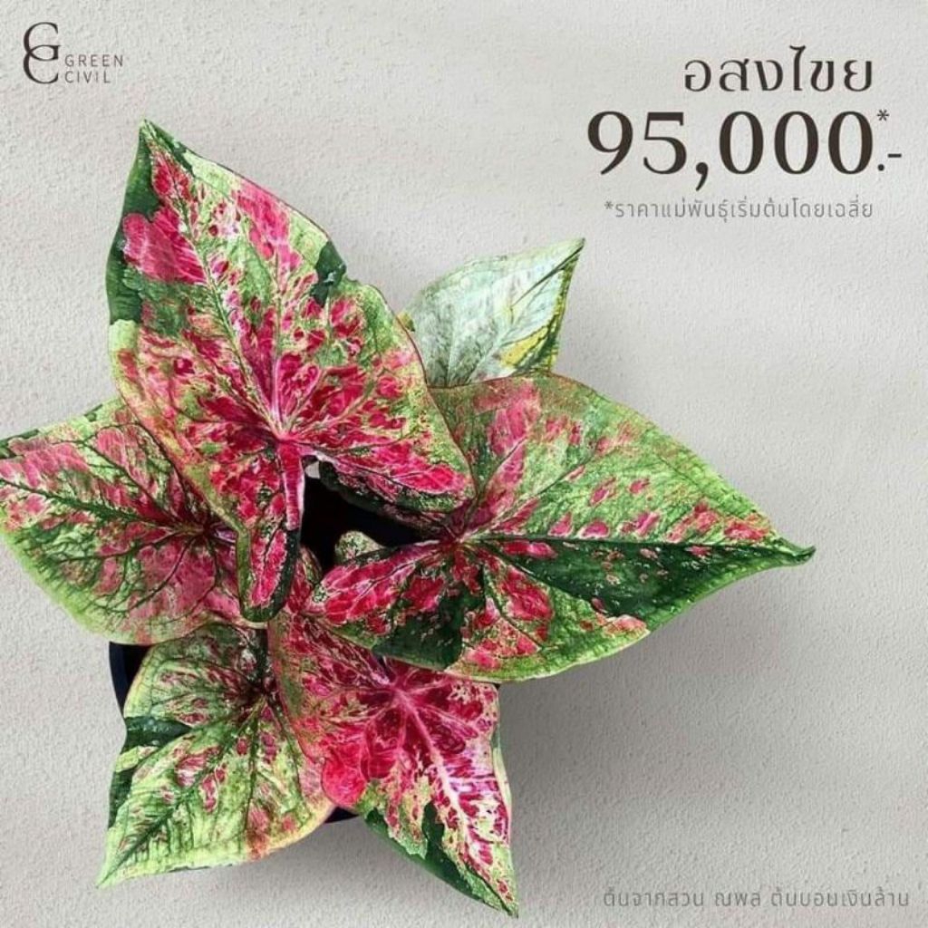 Promo sale tanaman hias keladi Thailand import keladi Thailand umbi keladi besar 4 cm