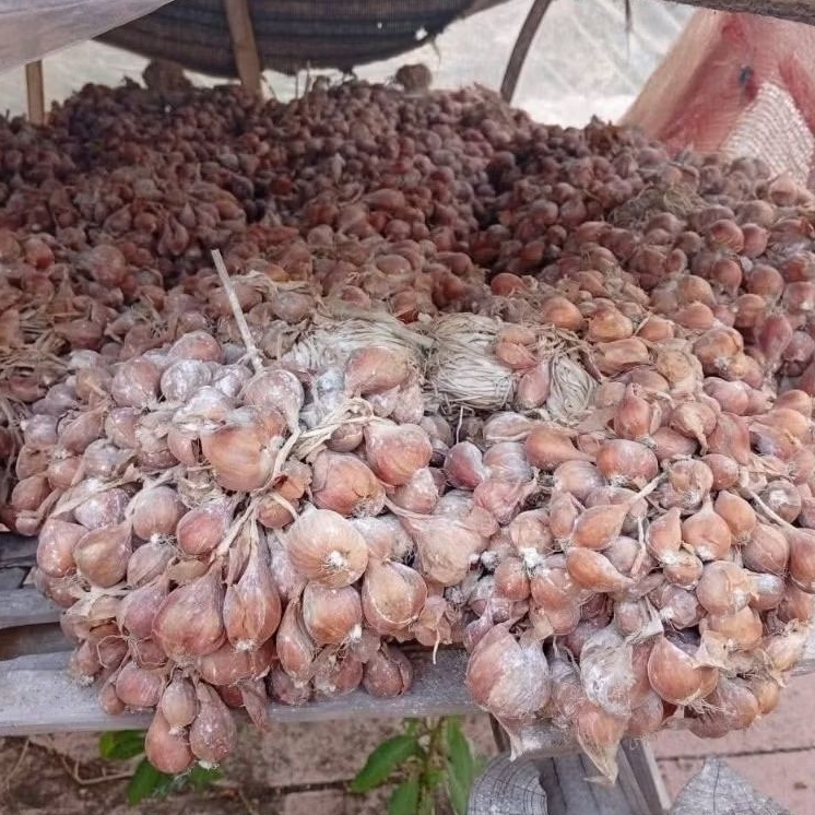 5 KG BAUJI PLOMPONG-BIBIT BAWANG MERAH VARIETAS BAUCI PLOMPONG SIAP TANAM DAN SIAP TUMBUH