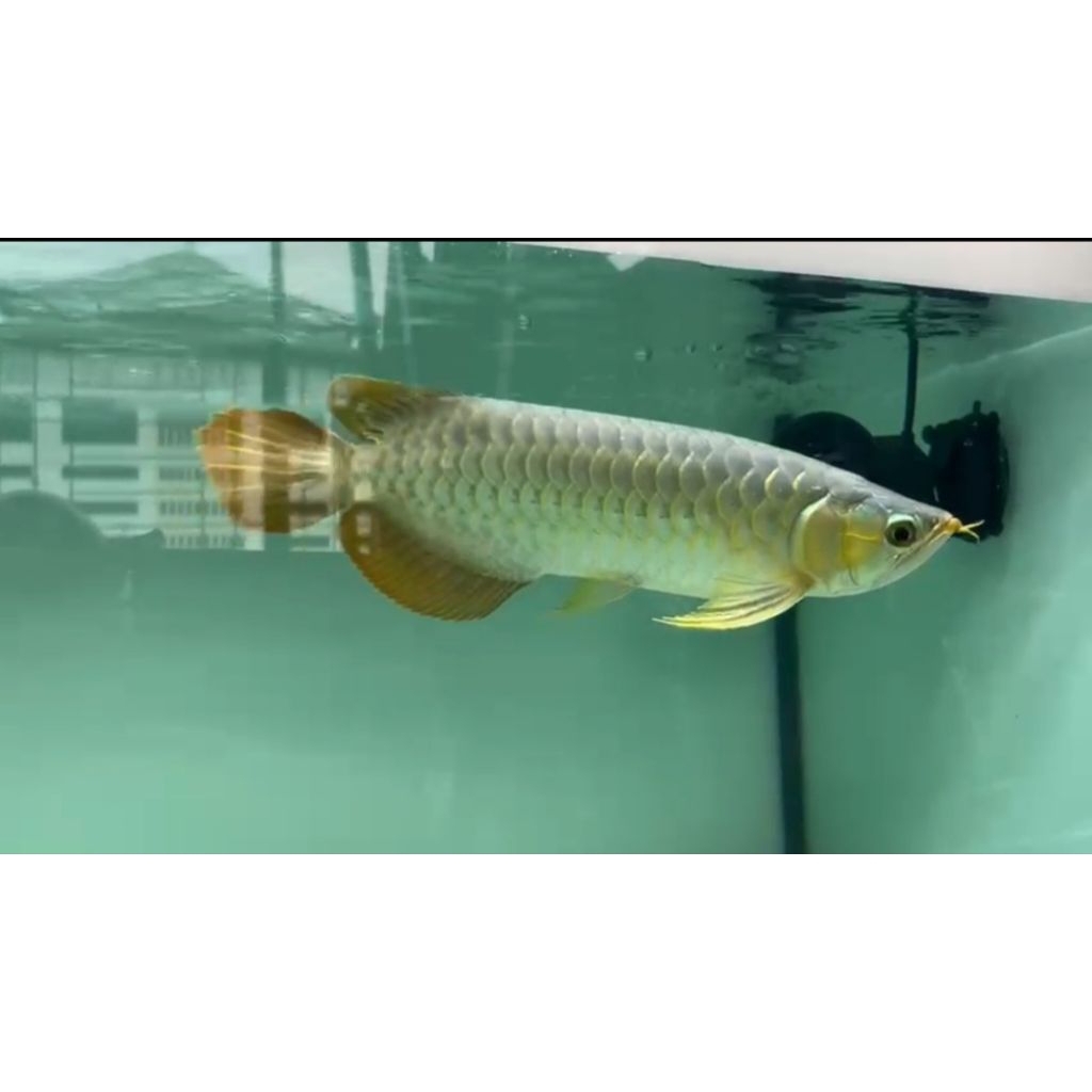 ikan arwana super red sepauk serti+chip 30 cm up