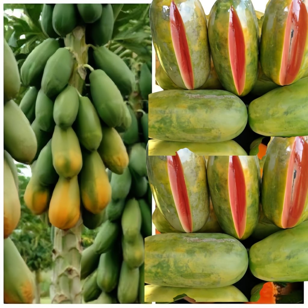 Benih Pepaya California isi 10 biji Bibit Pepaya Kalifornia Calina Benih Inti Kualitas Terbaik untuk