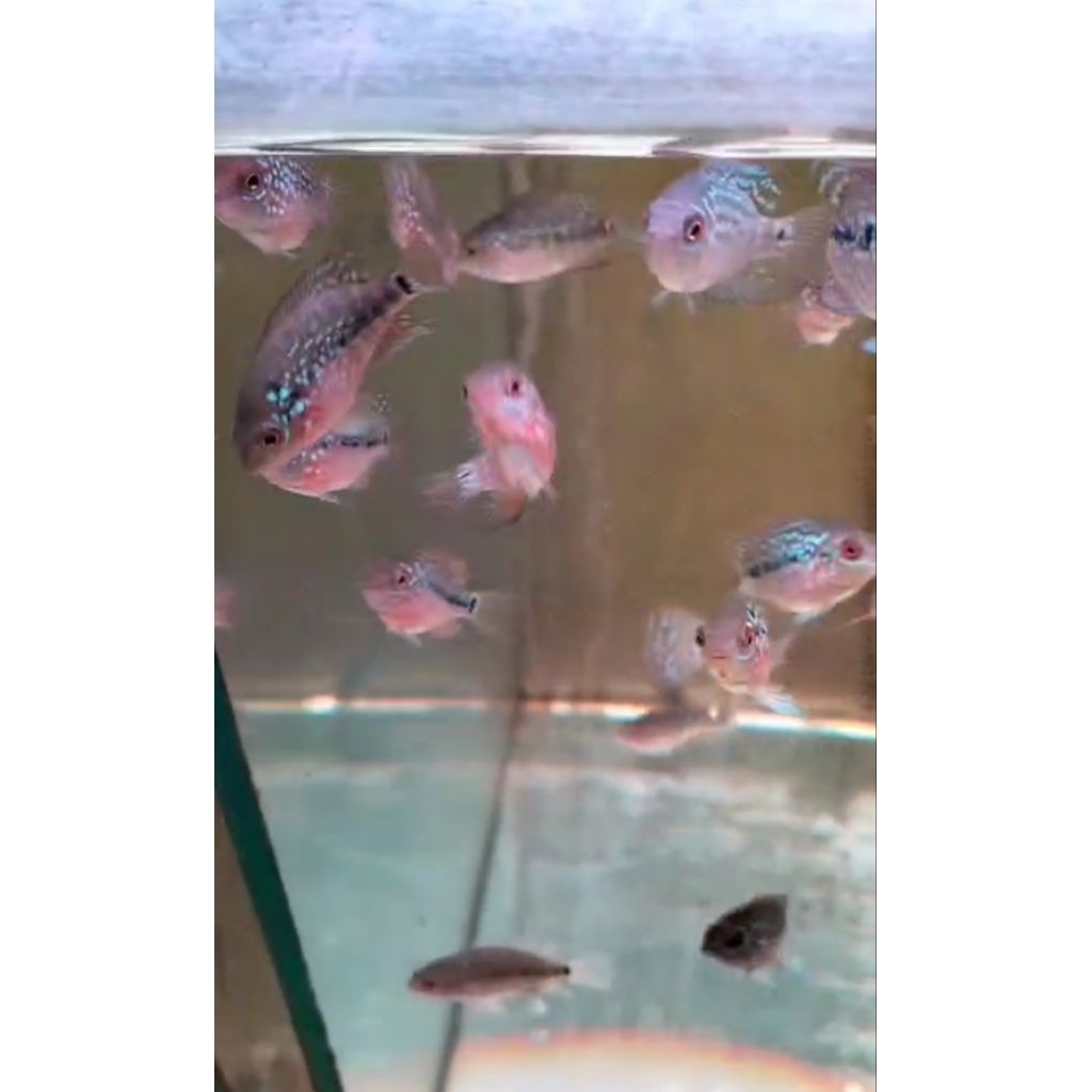 kamfa  F3 ORI Thailand