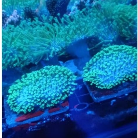 Payungan Fiji Coral Reef Aquarium Laut