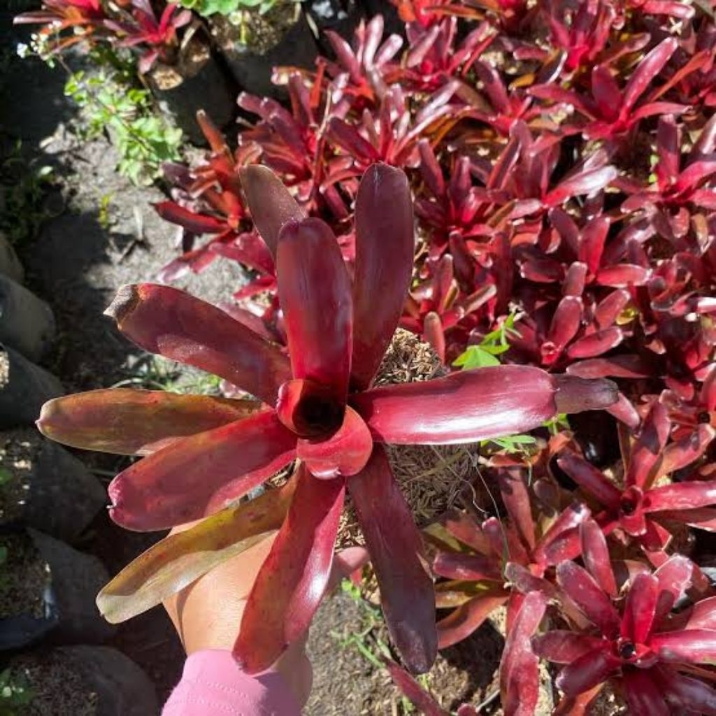 Bromelia merah mini