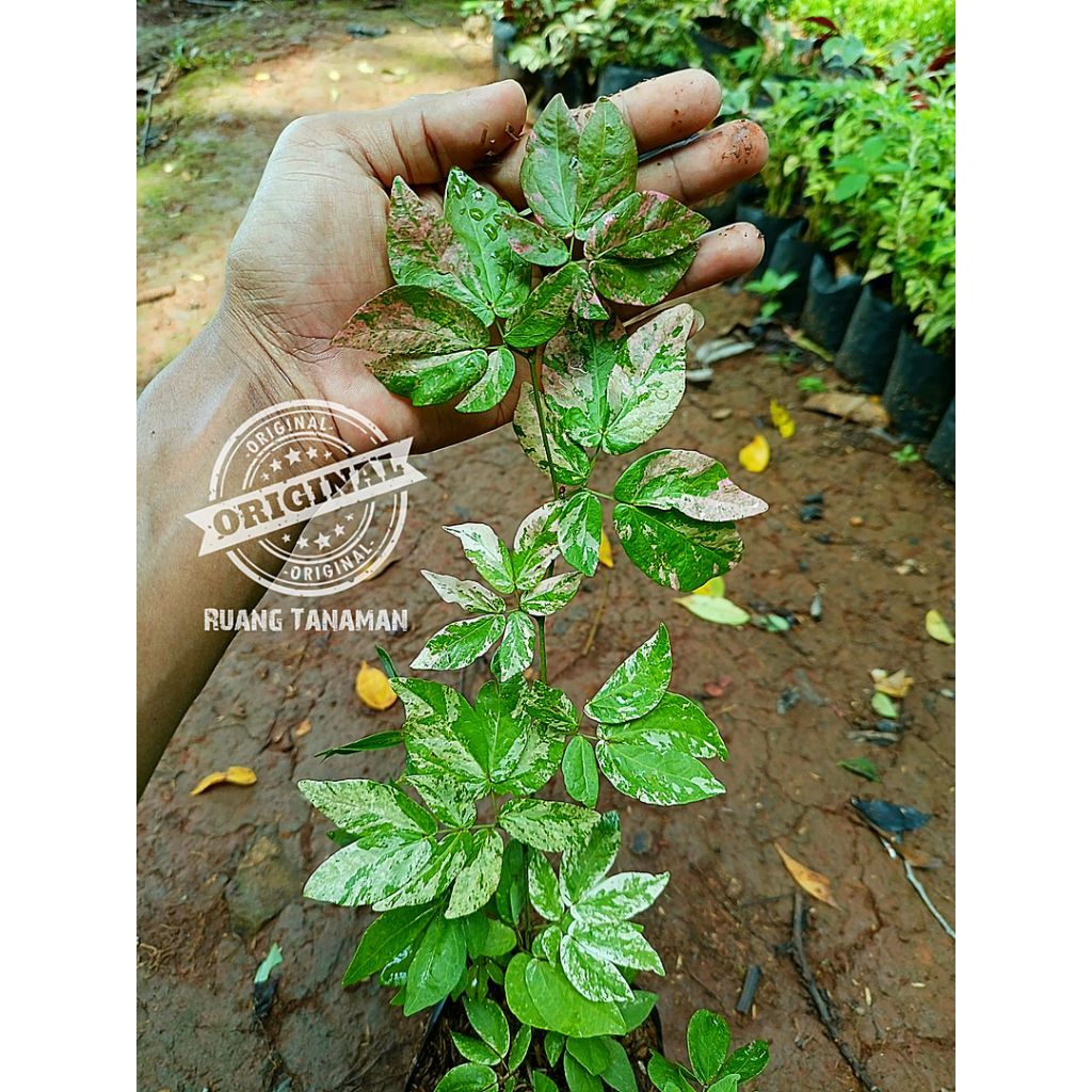 ( BISA COD ) Promo tanaman hias Kaliandra pink varigata