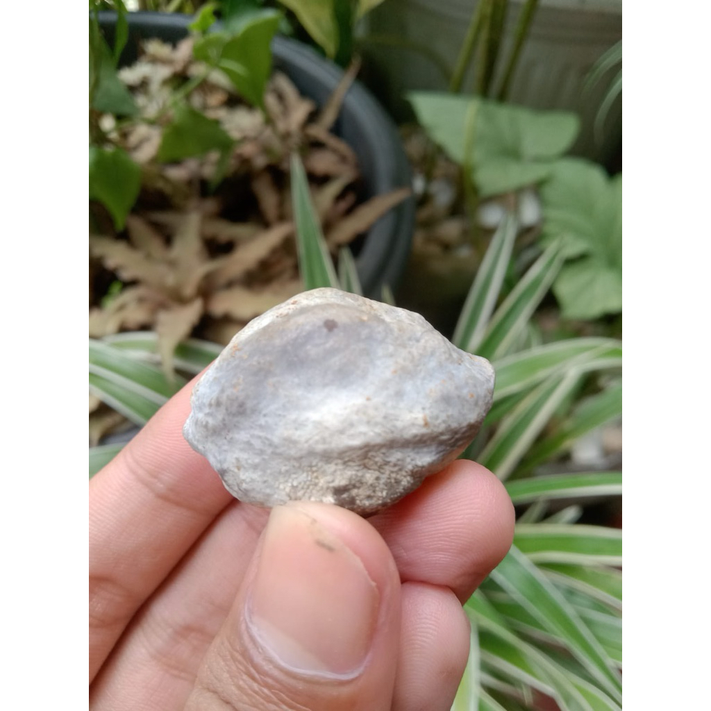 MUNCANG ADU JAYANTI ANAK SI PAIT ORIGINAL