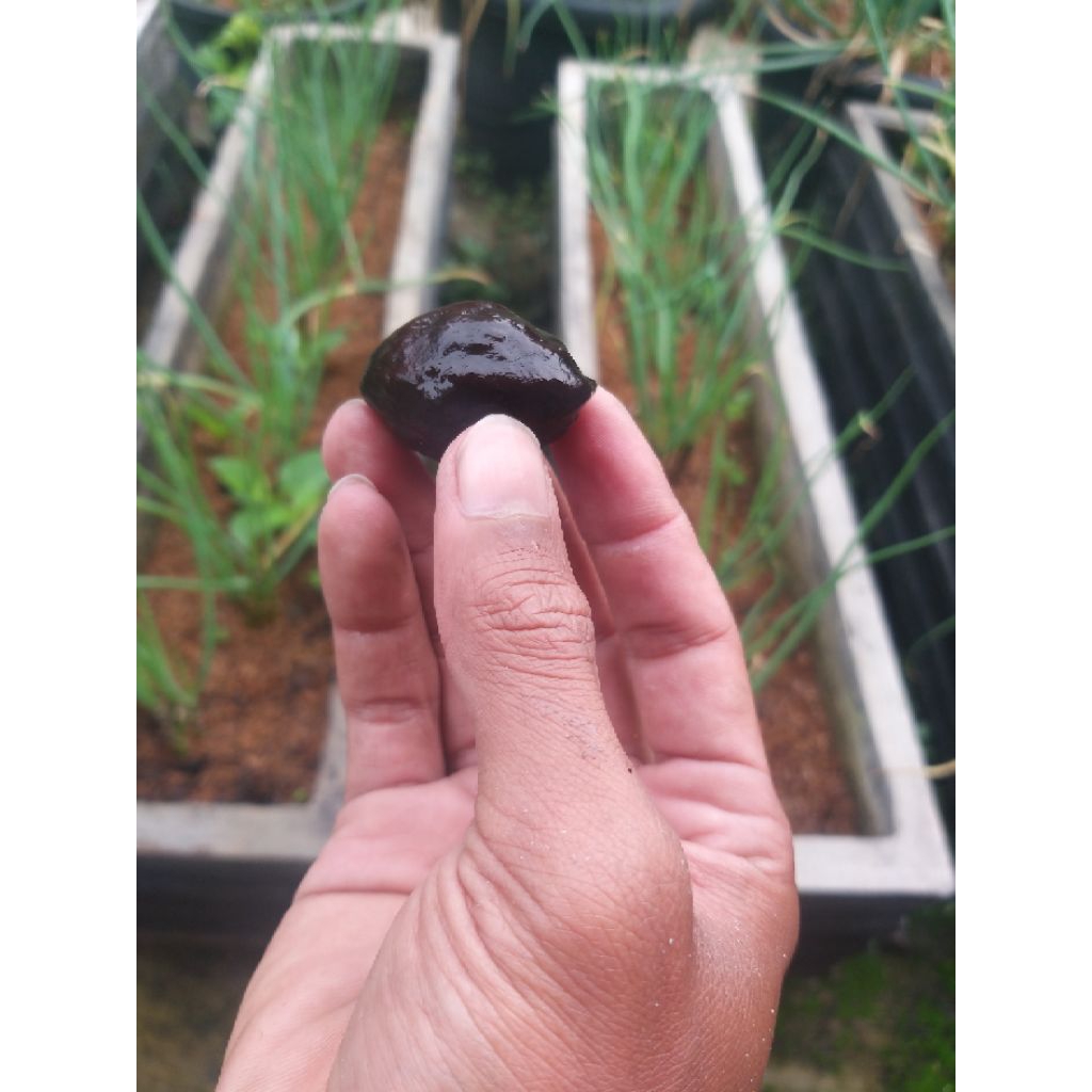 Muncang kemiri jenis aduan Jabra panjang big size full tua