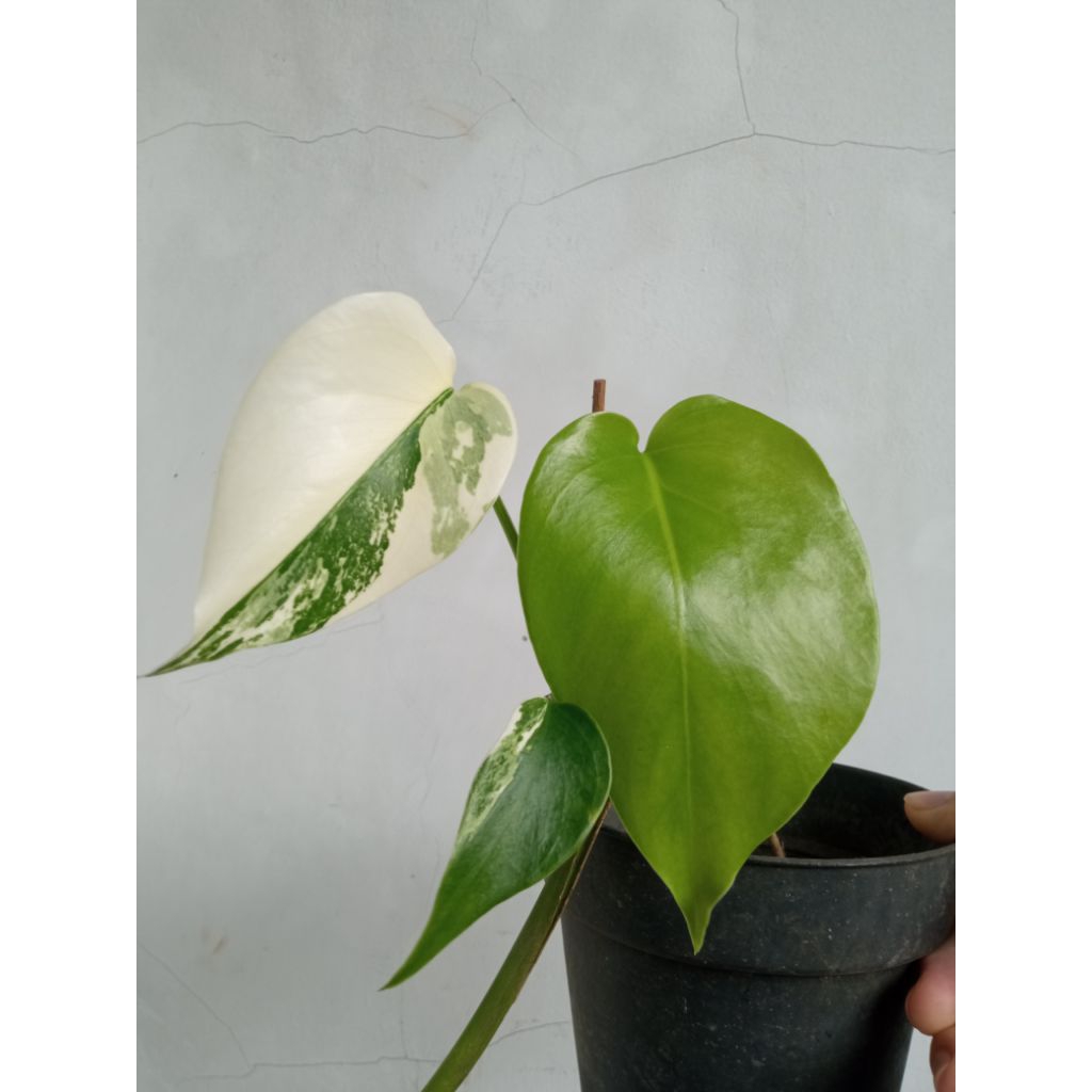 monstera varigata monvar variegata anakan