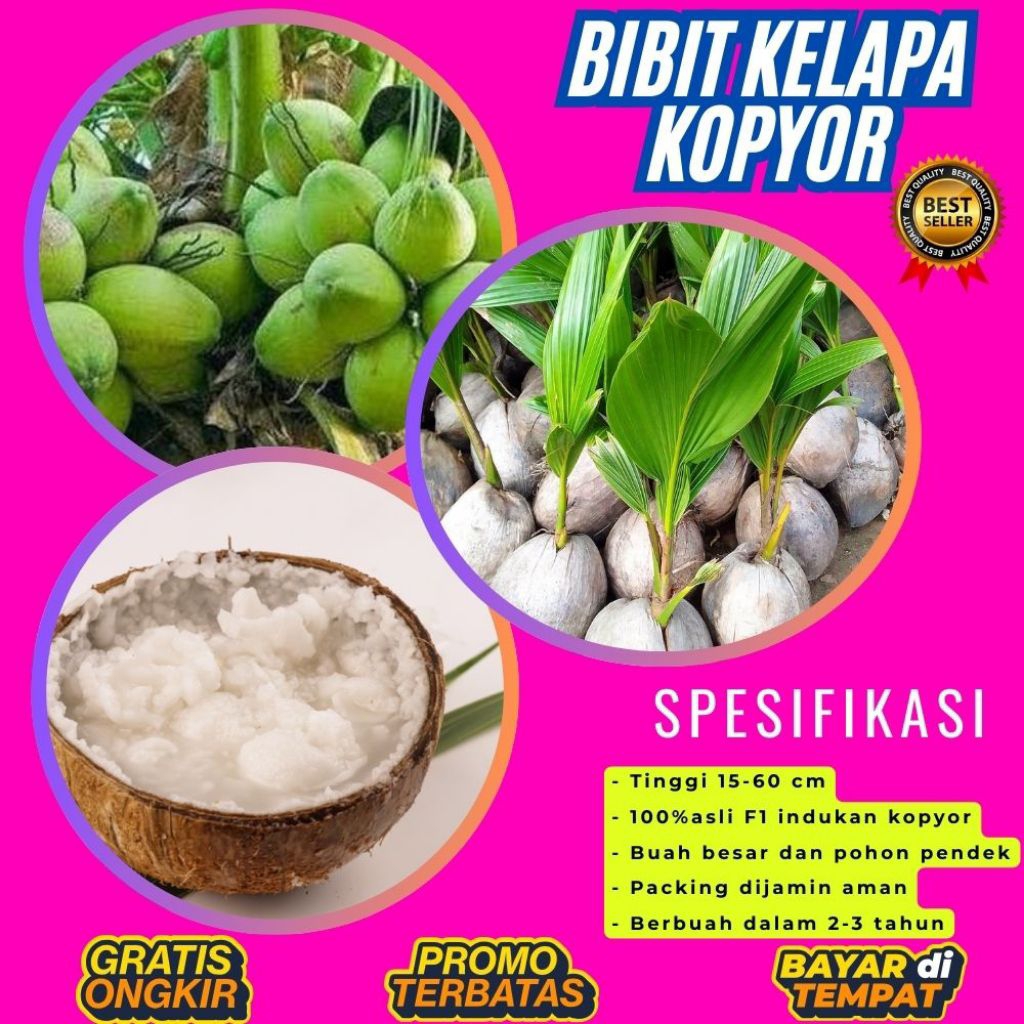 TERPERCAYA  Bibit Kelapa Kopyor Trubus