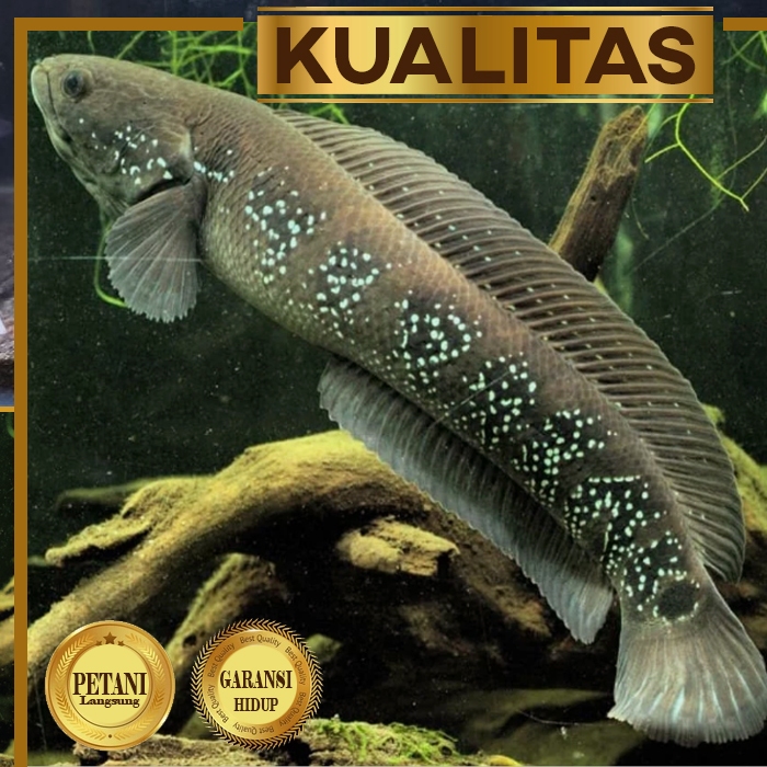 Baby Channa Asiatica WS Ikan Hias Predator Hiasan Aquarium Aquascape Tanaman Air Tawar