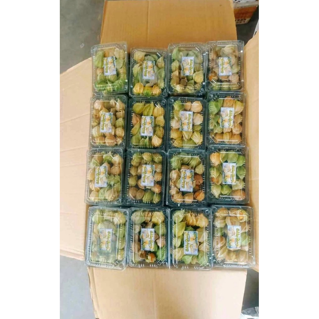 Buah Ciplukan (Golden Berry)