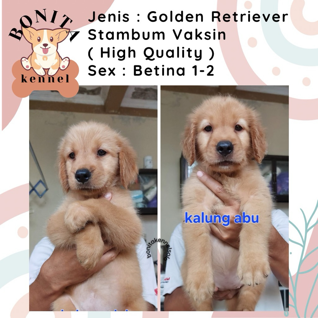 Golden Retriever Stambum Anak Anjing Golden Jantan Betina