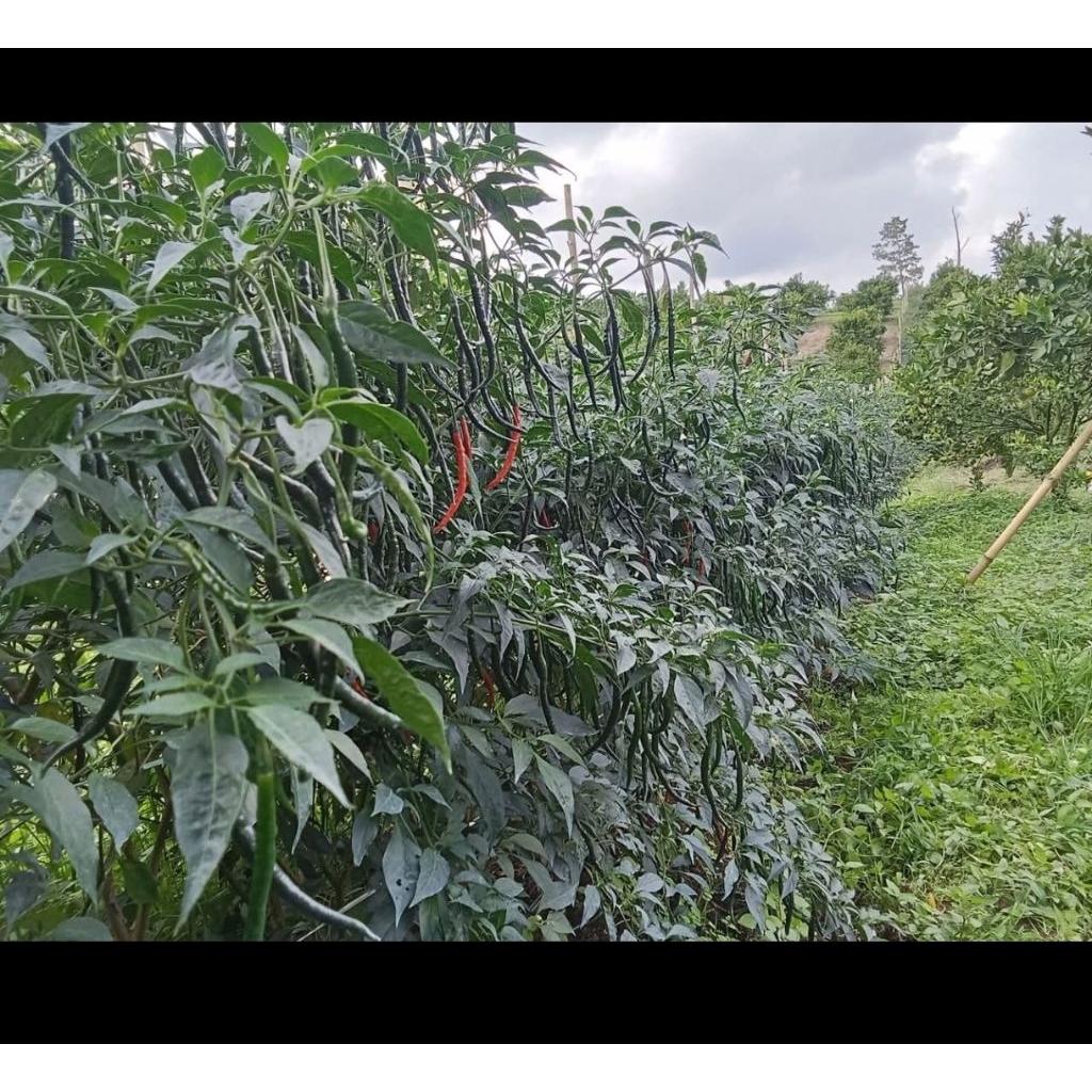 BIBIT CMK LOKAL JOKER