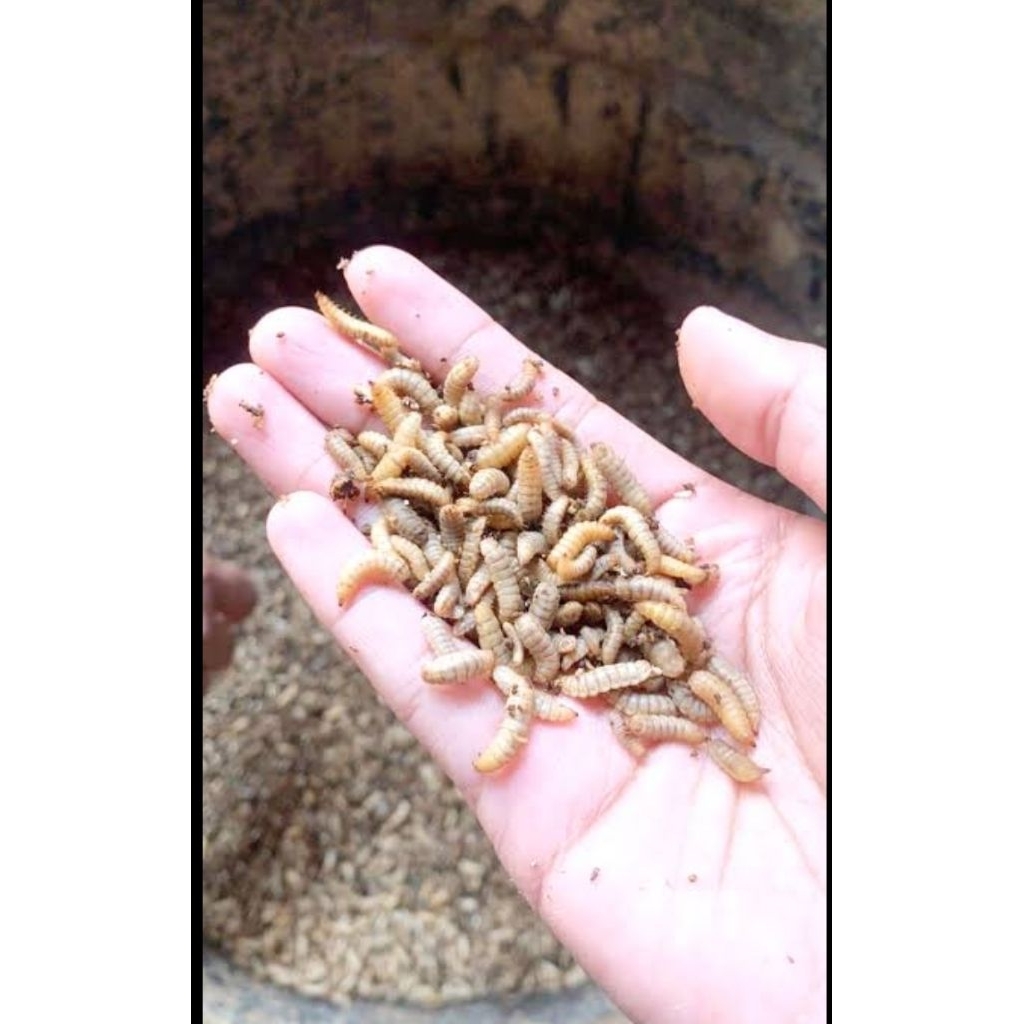 Maggot fresh/maggot hidup/250g