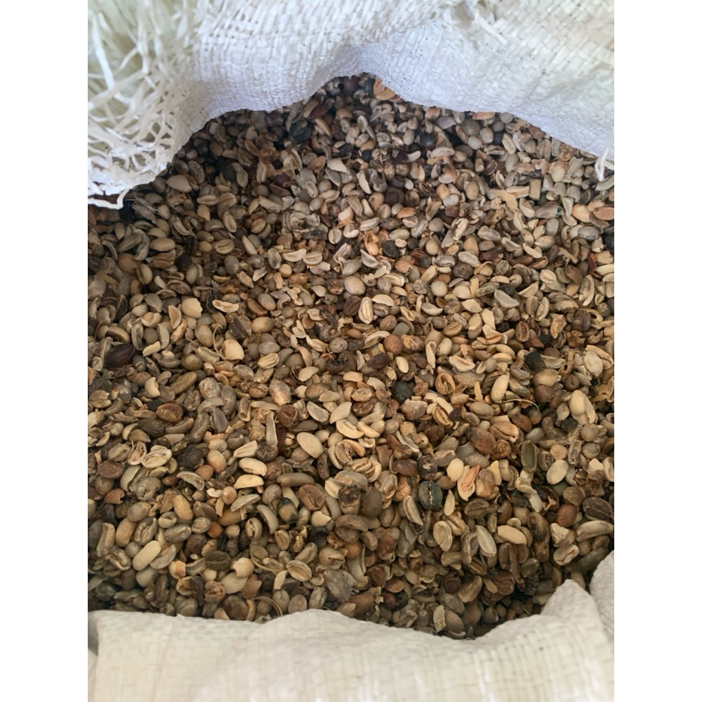 Rejeck Kopi Arabica Fw Argopuro Kopi Pixcel Arabica Arabica Wangi Harum Cabutan Arabica Argopuro Man