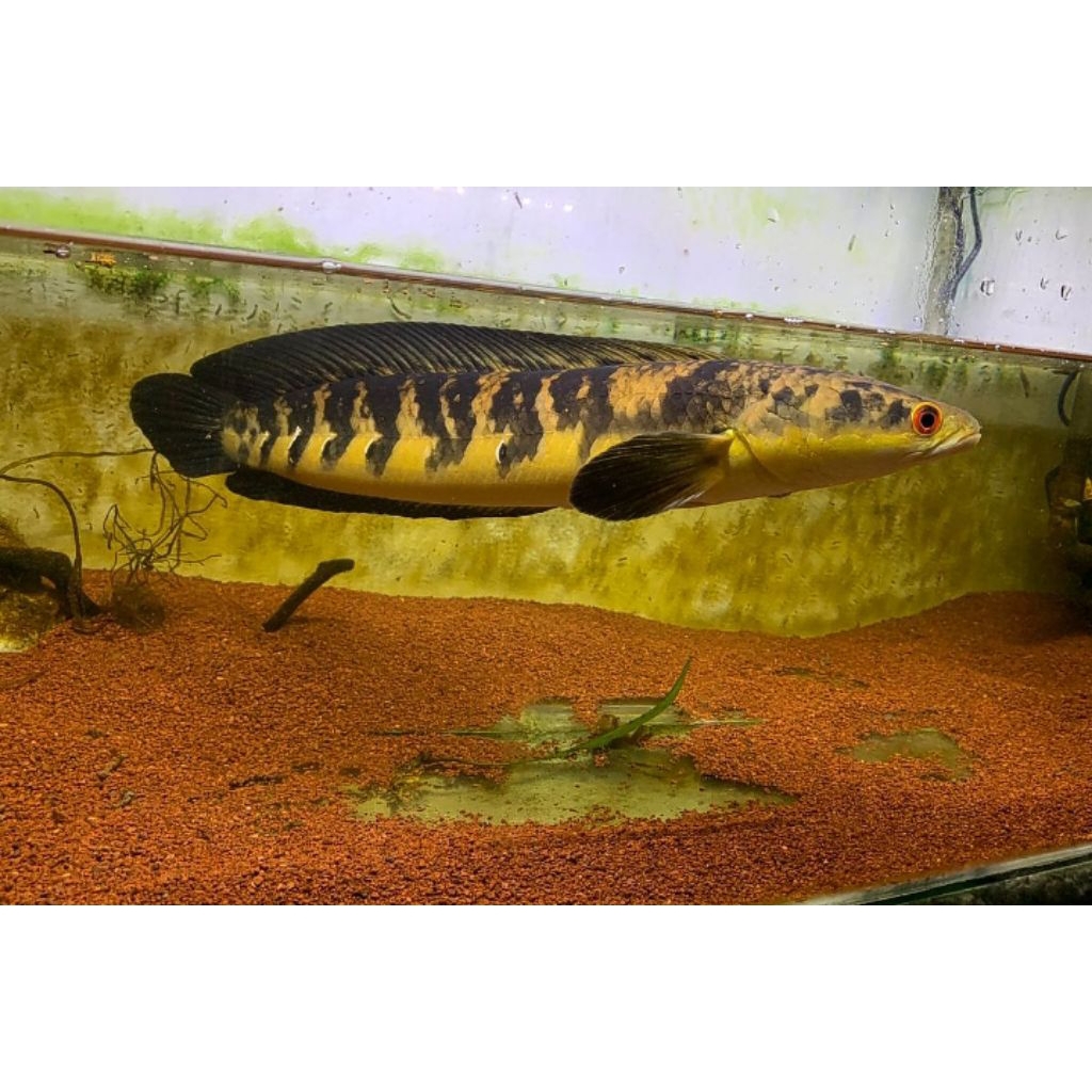 Maru ys/maru batik ukuran 8-10cm