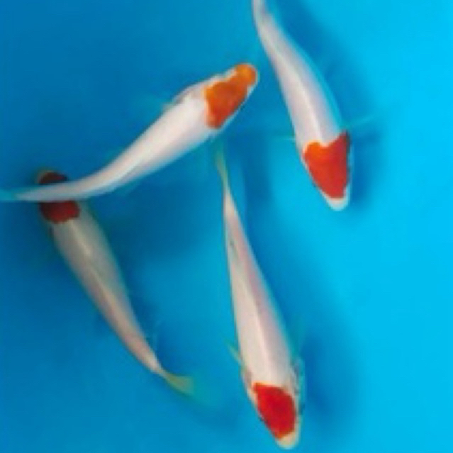 Koi tancho berkwalitas / ikan koi tancho / bibit ikan koi merah putih