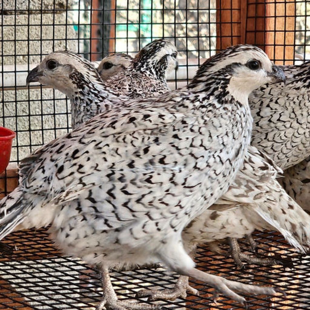 Puyuh Bobwhite Snowflake Sepasang