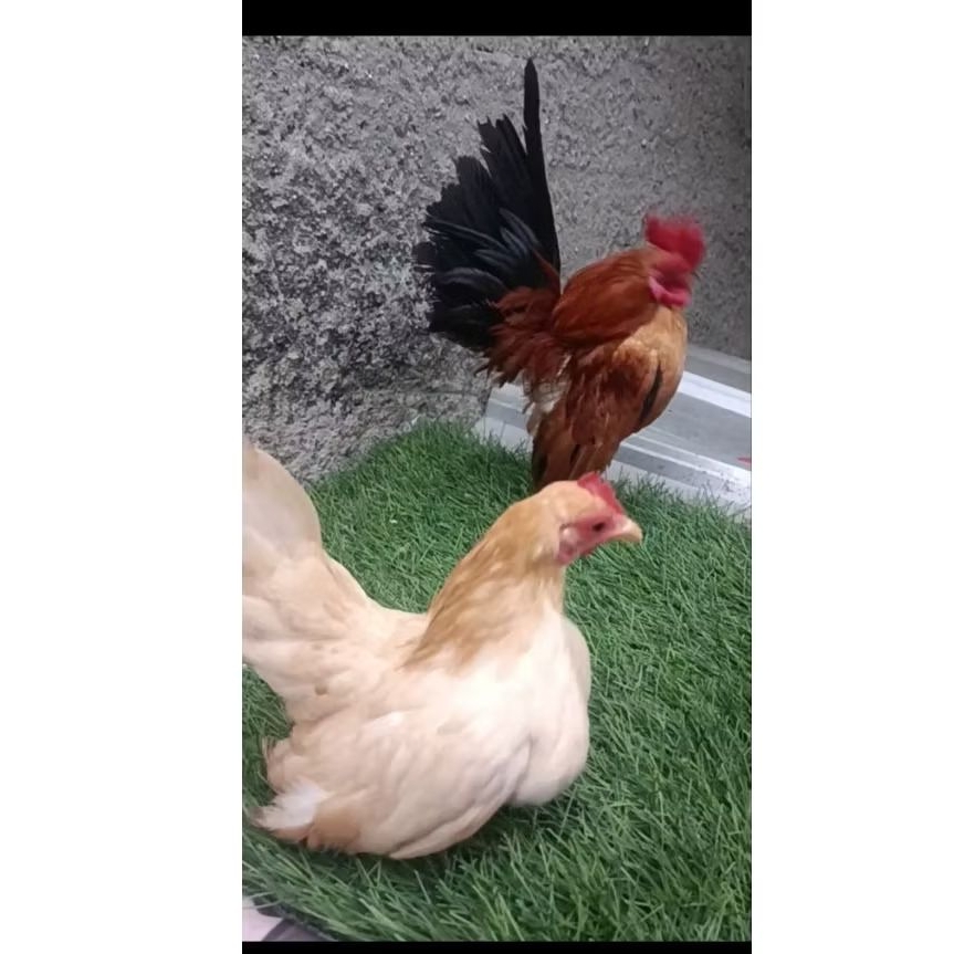 ayam serama sepasang dewasa