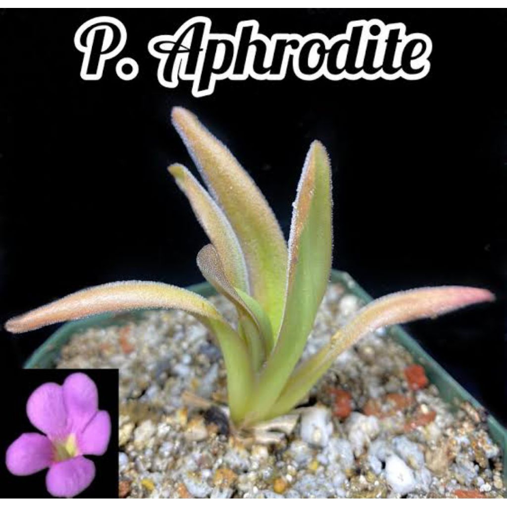 Pinguicula aphrodite