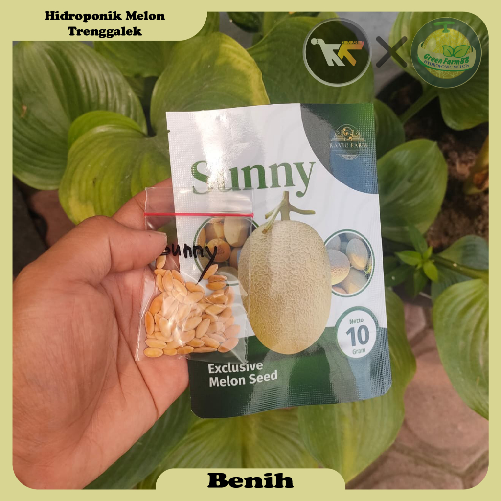 [REPACK] Benih Buah Melon Sunny Exclusive Melon 10 seed 25 seed 50 seed (A)