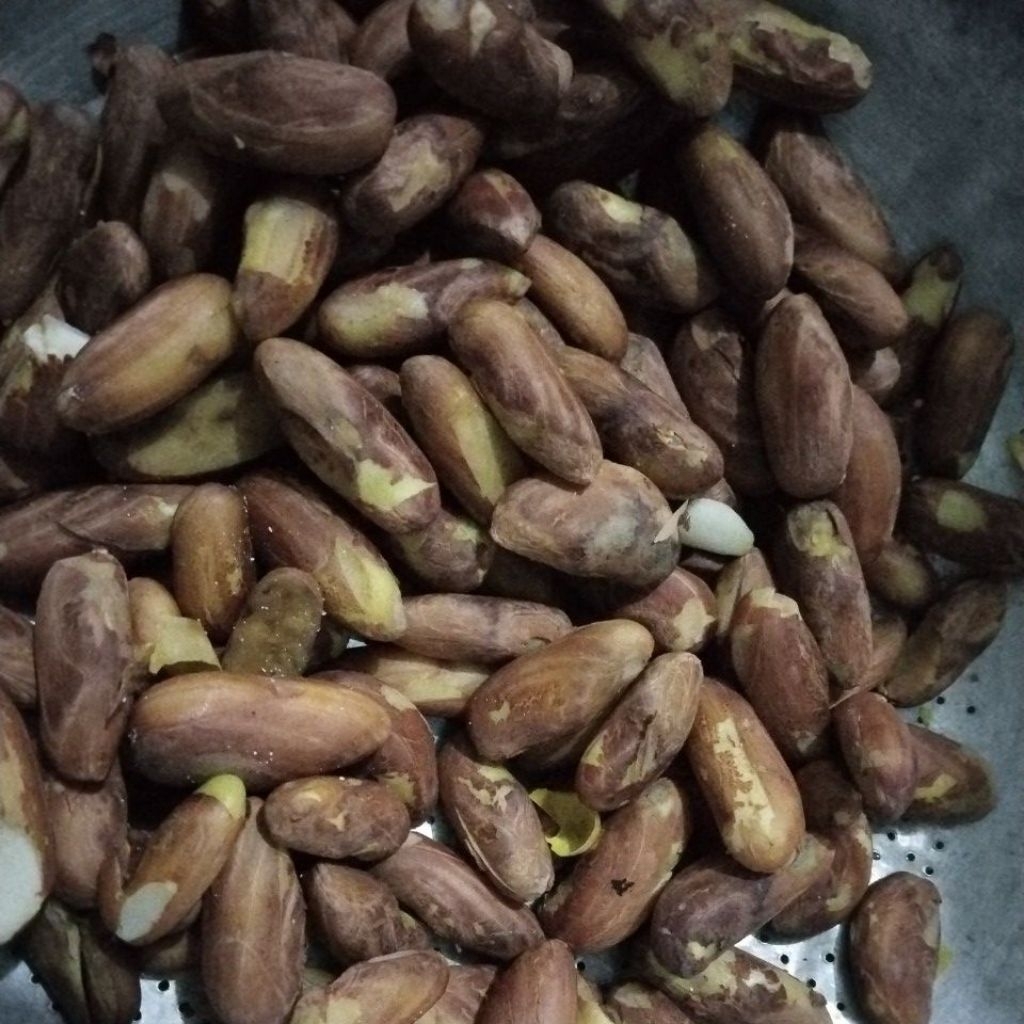 Biji Beton Nangka Super