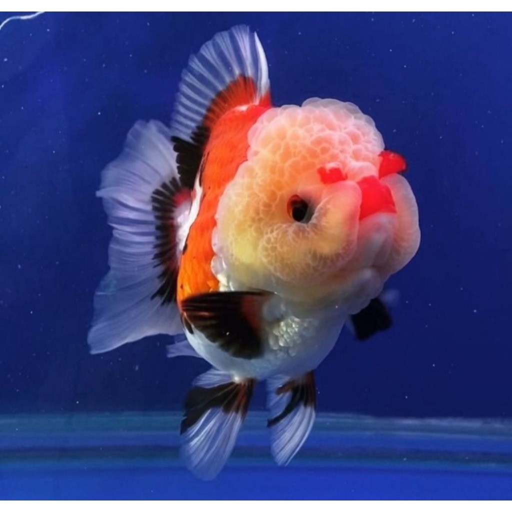 Minyak Ikan Mas Koki Oranda Panda 3C Berkualitas Size (M)