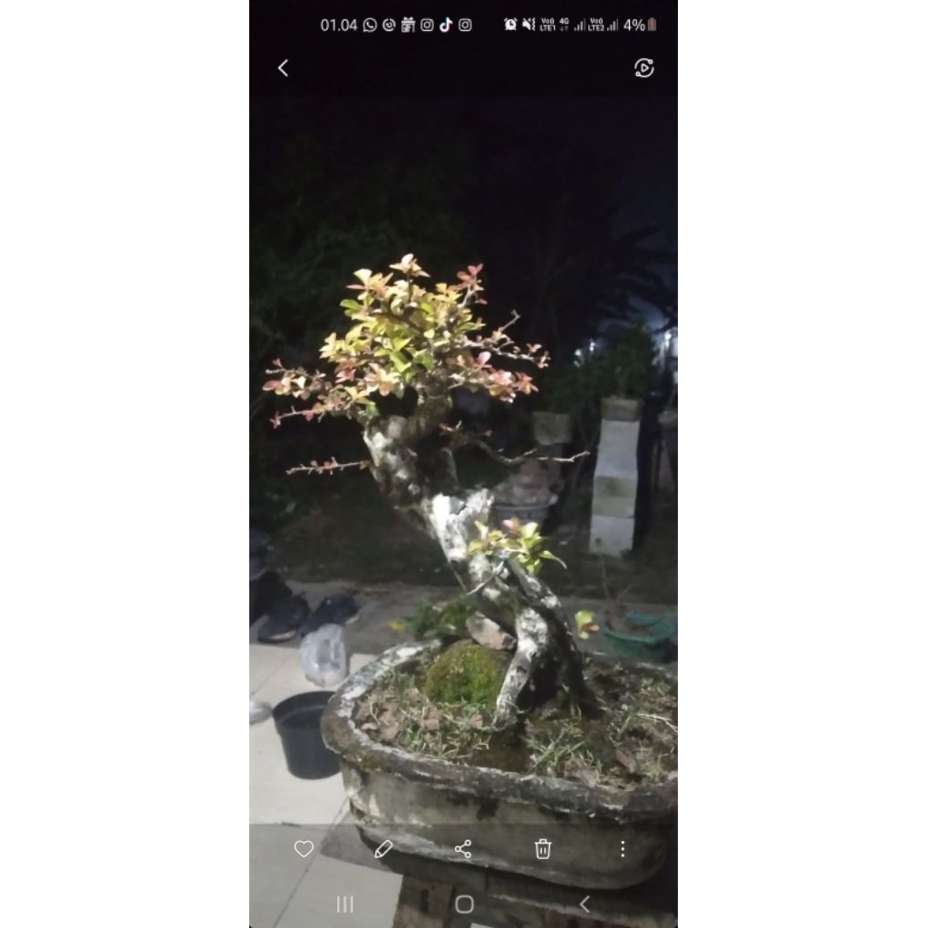 Bonsai rukem pucuk merah medium