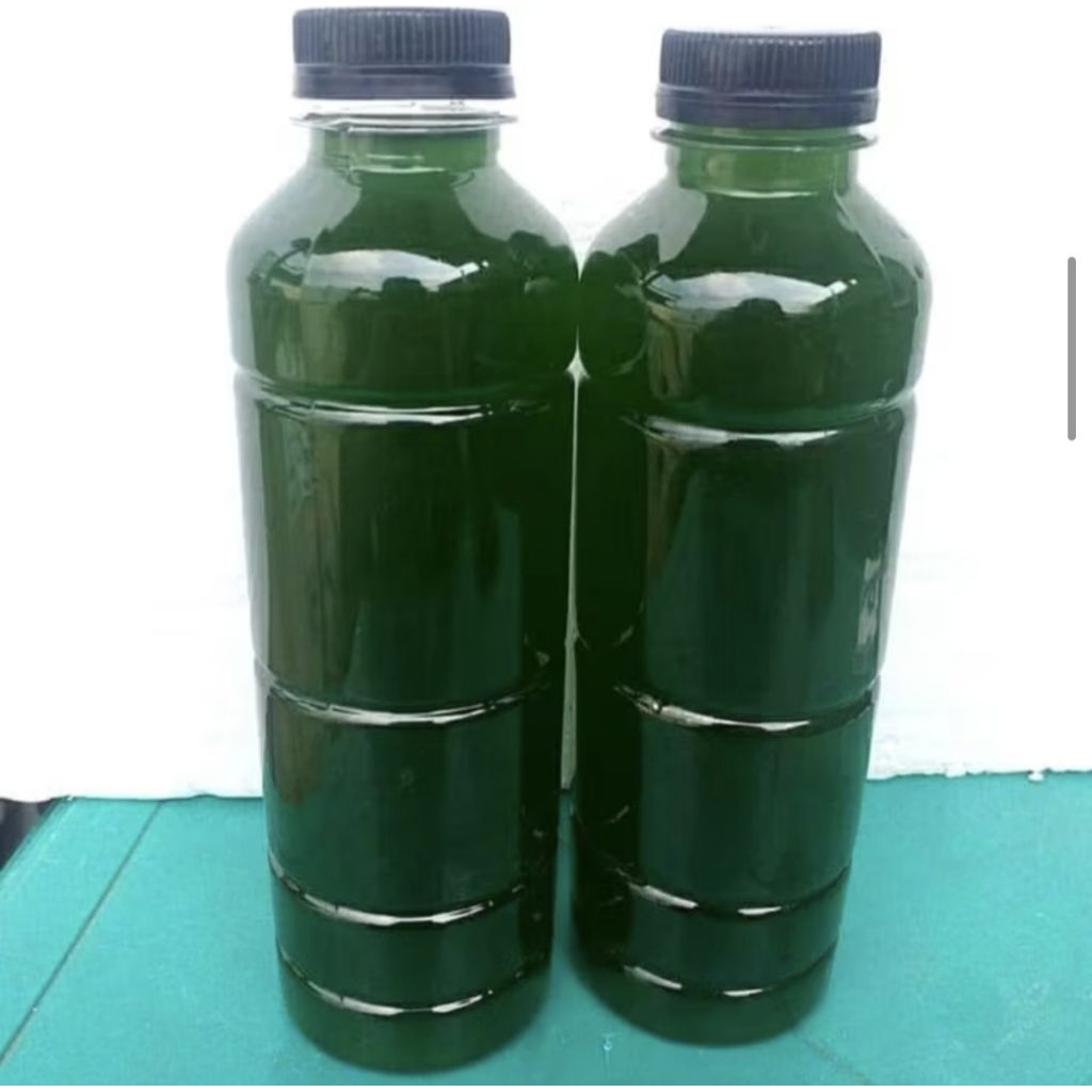 Green Water / Chorella (pakan kutu air moina/dapnia Magna)