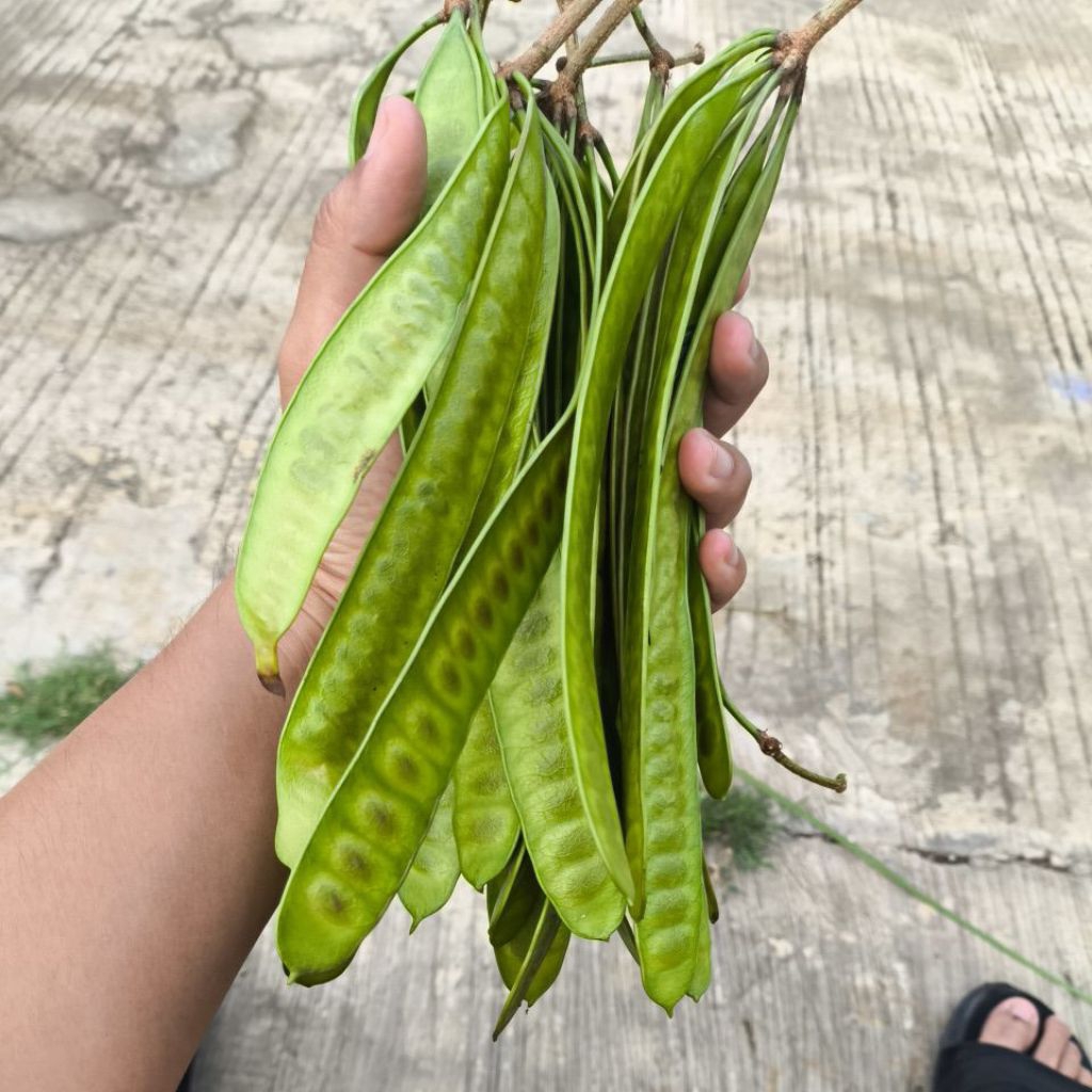 Lamtoro Petai Cina