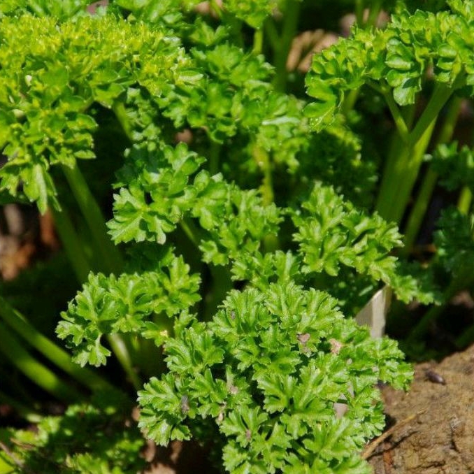 Daun Parsley Segar Peterseli 500 gr