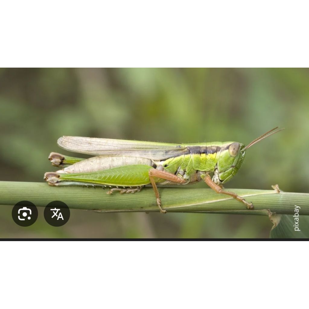 Belalang Hidup/Simet Hidup 25 ekor Romdom