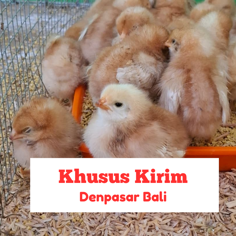 PAKET 10 EKOR DOC Petelur Super Grade A CP (Charoen Pokphand) 909 Hy Line Brown + ONGKIR DENPASAR