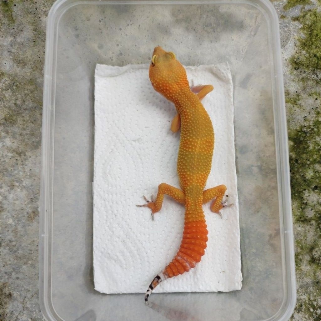 MAINAN ANAK GECKO JUVE_SHTCTB_FEMALE
