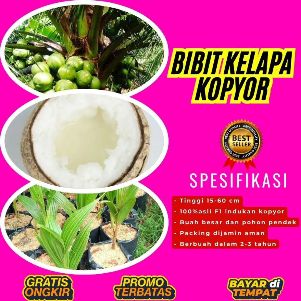 DIJAMIN ASLI  Pohon Kelapa Kopyor Kultur Jaringan, Pohon Kelapa Kopyor Madu