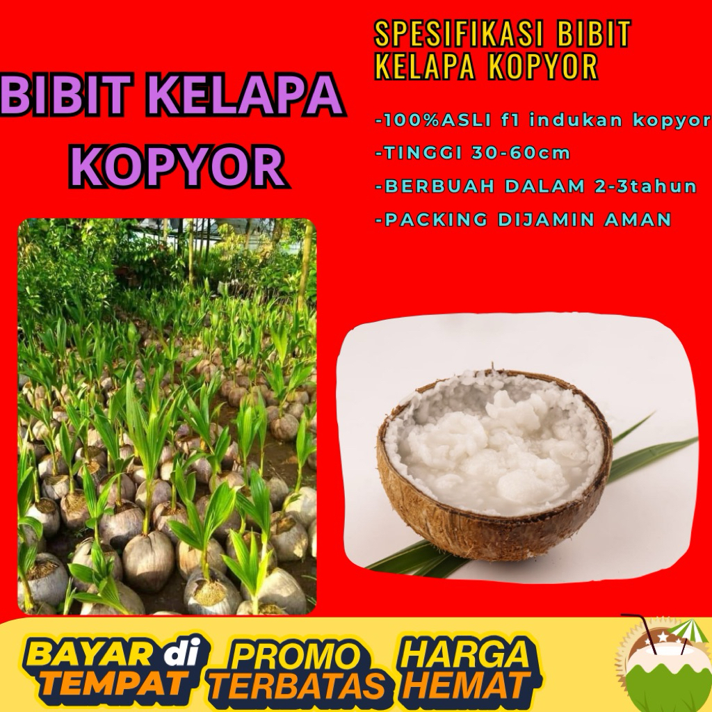 DIJAMIN ASLI  Pohon Kelapa Kopyor Kultur Jaringan, Pohon Kelapa Kopyor Madu