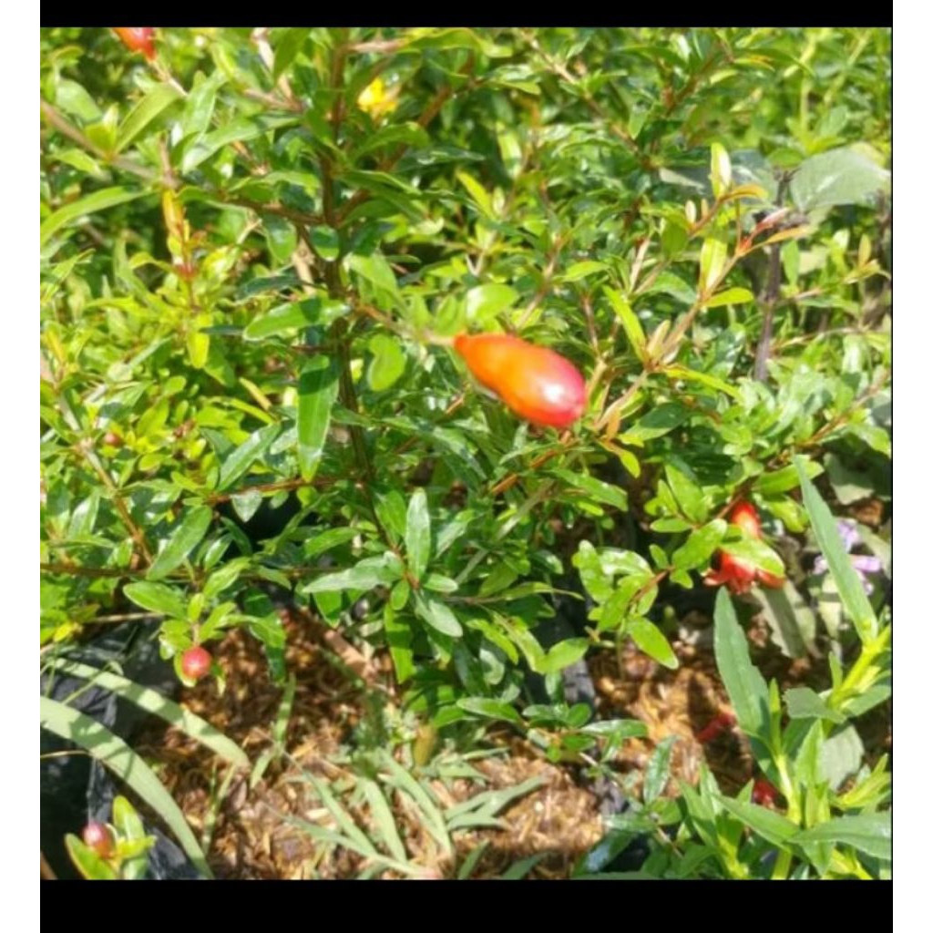 tanaman delima/bibit delima/delima mini