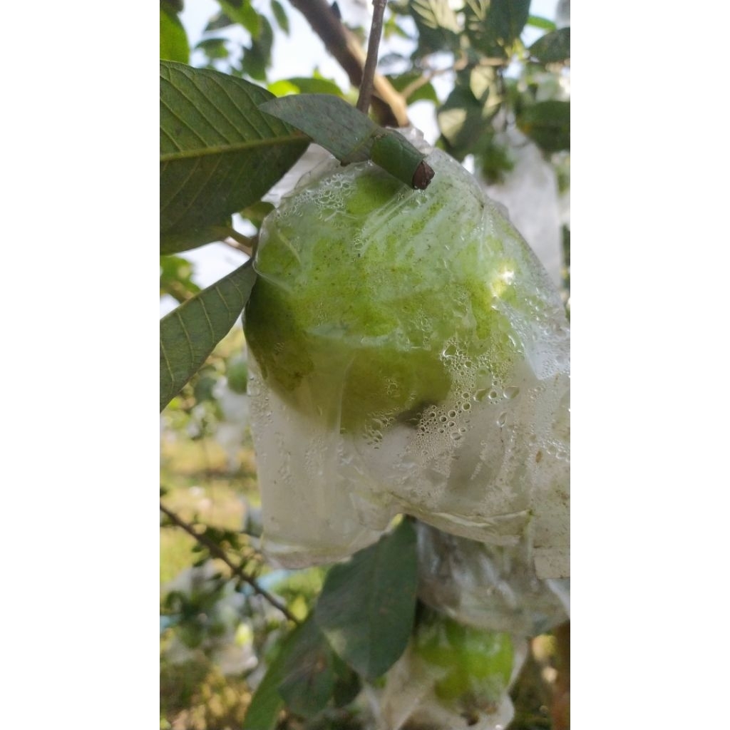 jambu kristal, jambu kristal fresh, 1kg asli purworejo tanah pesisir