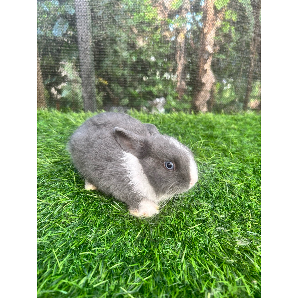 Kelinci Jenis Netherland Dwarf