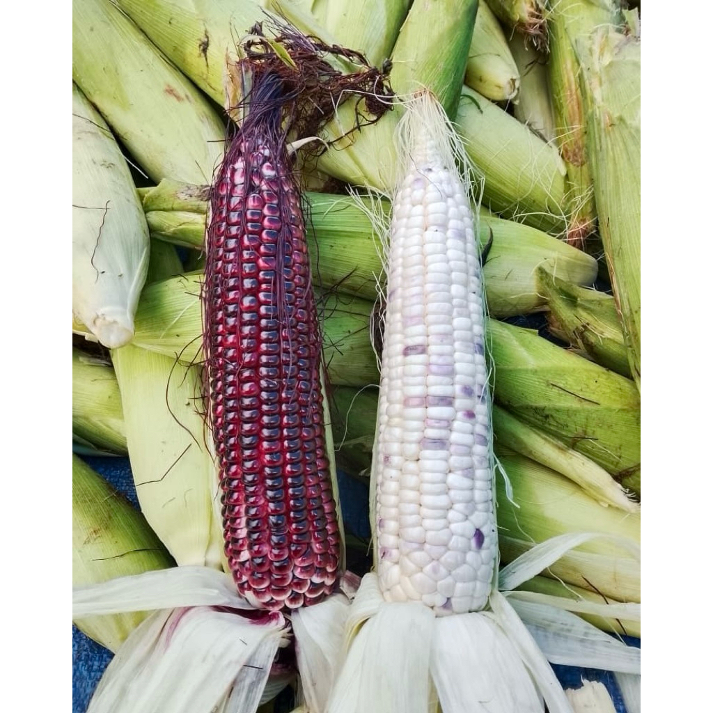 Jagung ketan ungu, jagung ketan batik 1 kg