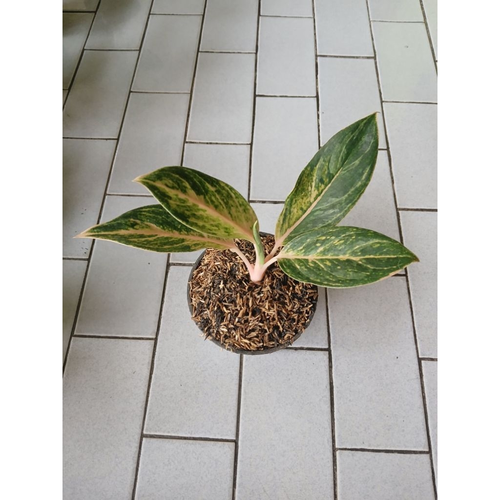 Aglaonema anakan Obama