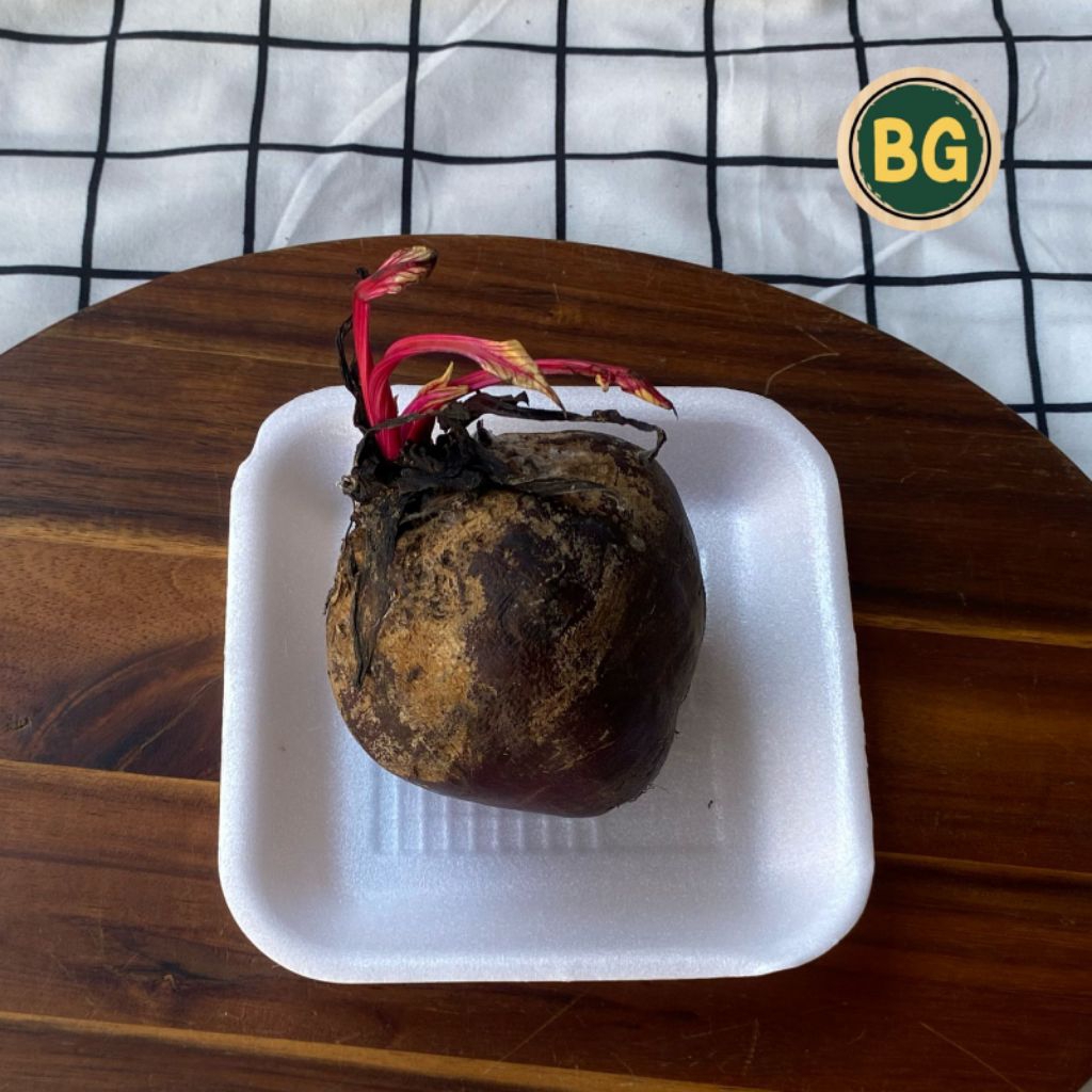 Buah bit segar, buah bit, buah bit fresh, beetroot fresh