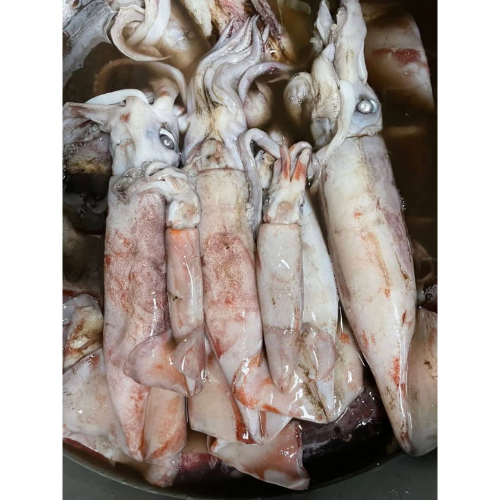 cumi laut fresh (1kg)