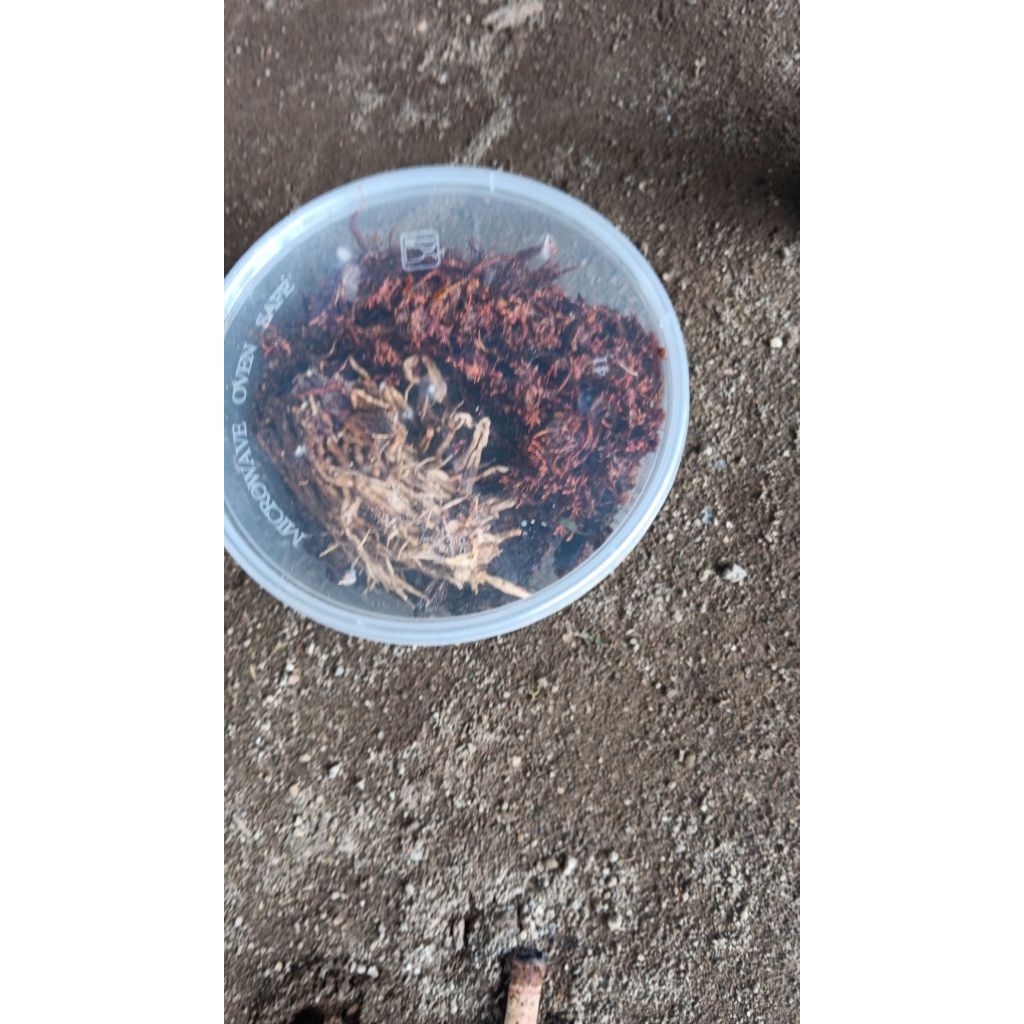 JAMUR JAKABA / pupuk poc jamur jakaba