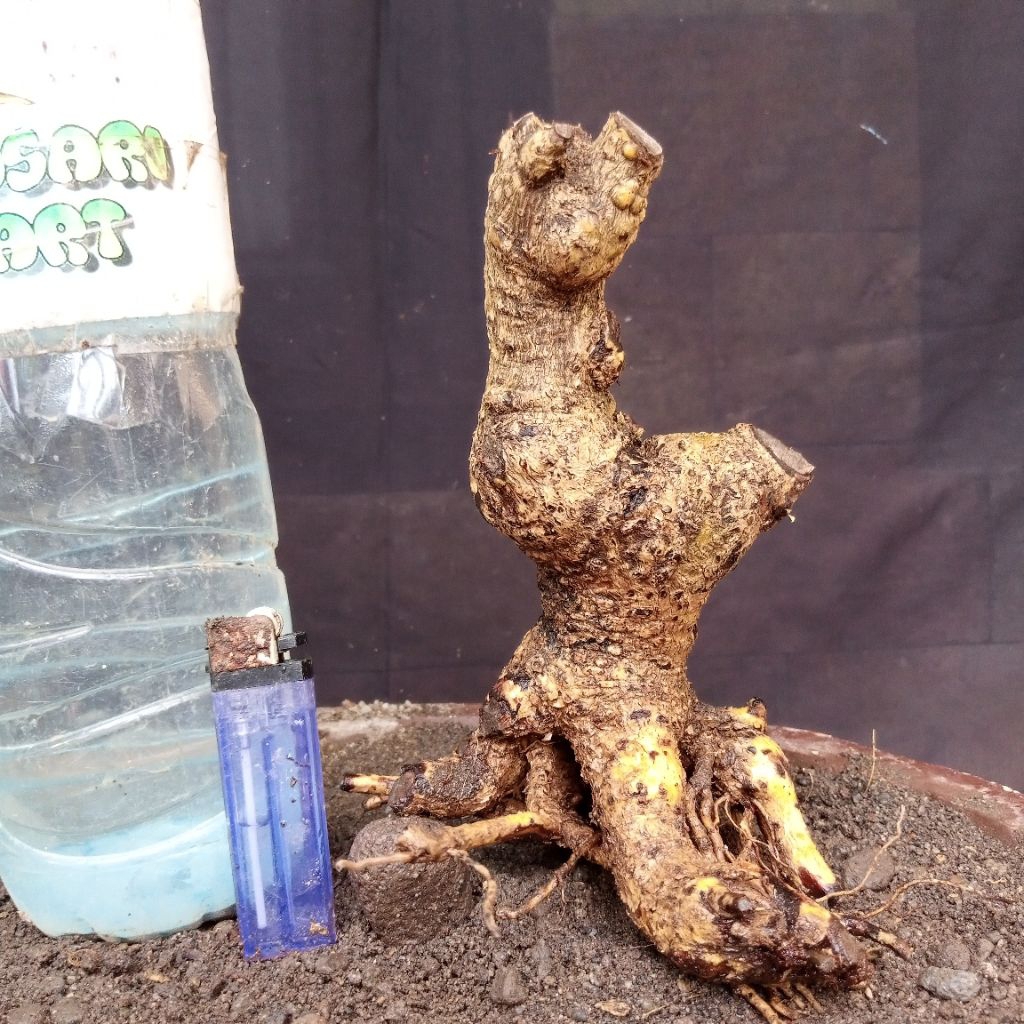 Bahan Bonsai Hokianti Import Bunga Formal Bogel Meliuk Akar Bagus Small Size Real Pict